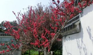 上海南汇桃花村 上海南汇桃花村