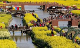 兴化菜花节 兴化菜花节