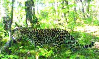 东北豹被东北虎咬死 东北豹被东北虎咬死